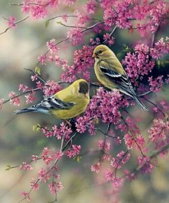 American Goldfinch Birds