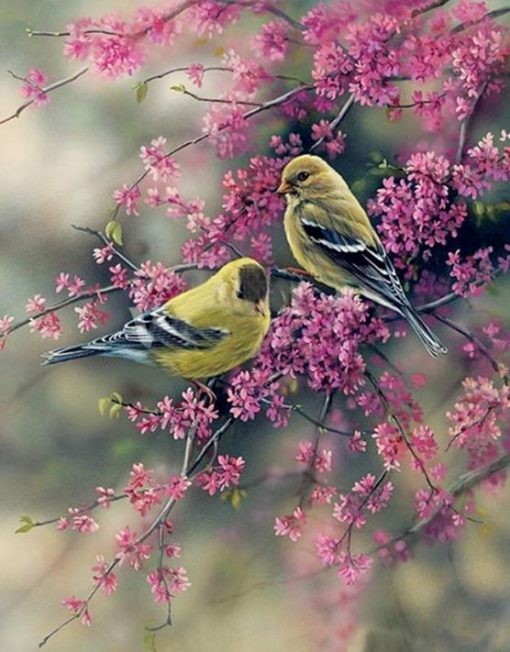 American Goldfinch Birds