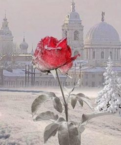 Red Rose Covered With Snow - Paint By Number