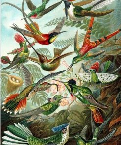 Imaginary birds by Ernst Haeckel