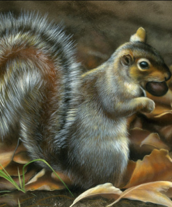Eastern Gray Squirrel Paint By Numbers