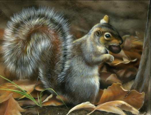 Eastern Gray Squirrel Paint By Numbers