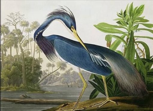 Louisiana Heron Bird paint by number