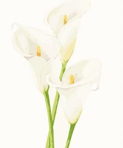 Calla Lily - Paint By Number