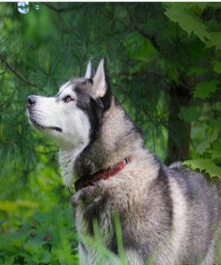 Husky Dog In Forest - Animals Paint By Number