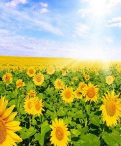 Field Of Sunflowers - Paint By Number