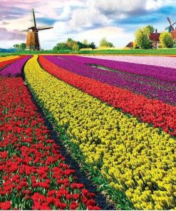 Netherlands Tulip Field - Landscapes Paint By Number