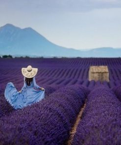 Woman in Lavender Field - Paint By Number