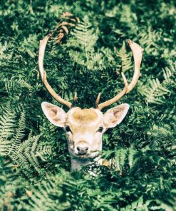 Deer In Jungle - Animals Paint By Number