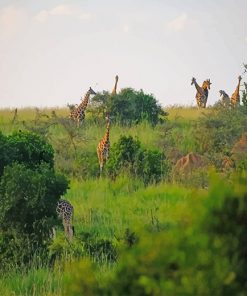 Murchison Falls National Park Uganda Africa Paint by numbers