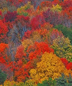 Colorful Trees Paint by numbers