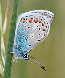 Blue Butterfly Paint By numbers