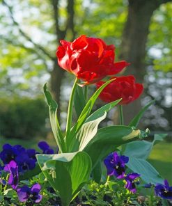 Red Peonies Paint by numbers