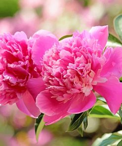 Beautiful Pink Peonies Paint by numbers