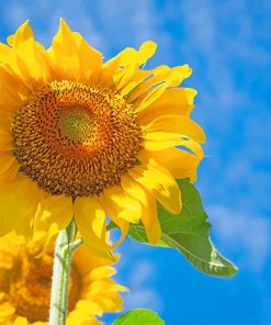 Sun Flower Paint by numbers