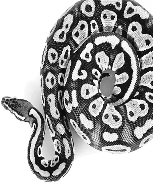 Black and white Royal Python adult paint by numbers