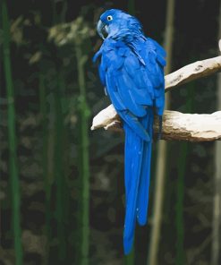 Blue parrot adult paint by number