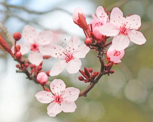 Cherry blossom adult paint by numbers