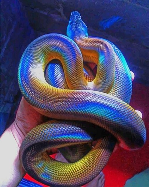 Colorful Albertis Python adult paint by numbers