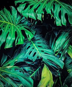 False Philodendron Paint by number