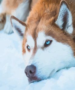 Brown Husky paint by number