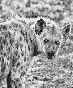 Hyenas black and white adult paint by numbers