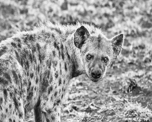 Hyenas black and white adult paint by numbers