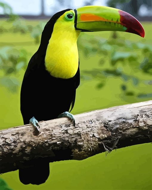 Loro Tucan Paint by number