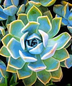 Succulent Plants Paint By Numbers