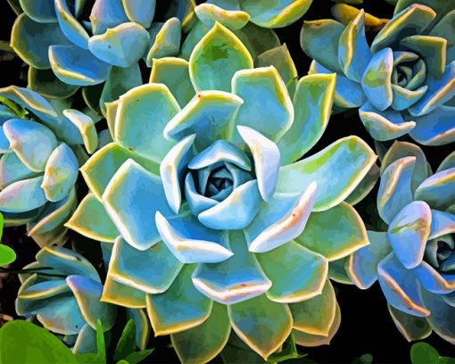 Succulent Plants Paint By Numbers