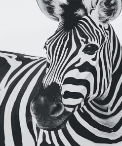 Zebra Black and White adult paint by number