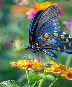 Black And Orange Butterfly paint by number