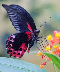 Black And Red Butterfly paint by number