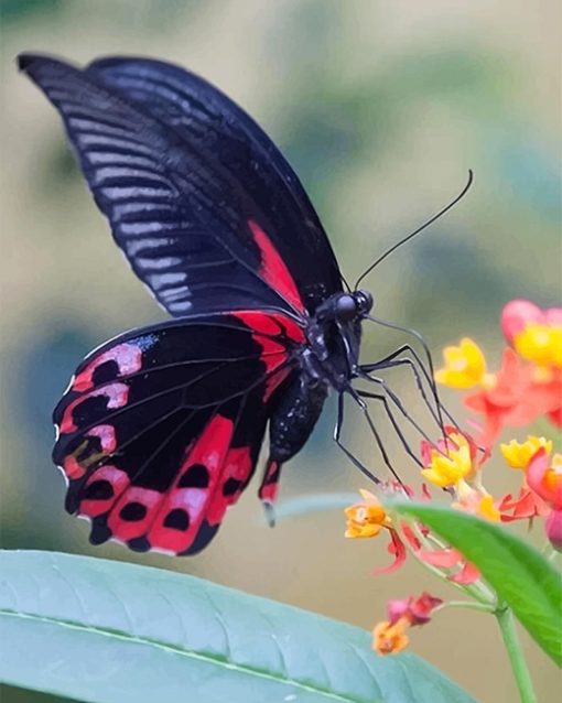 Black And Red Butterfly paint by number