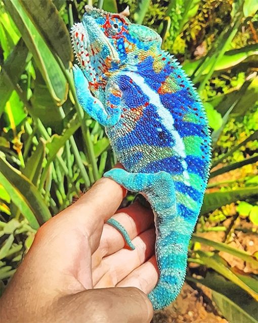 Blue Chameleon paint by number