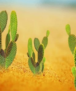 Cactus Desert paint by number