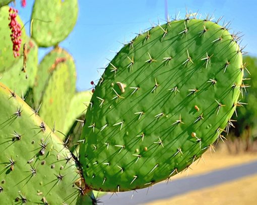 Close Up Cactus paint by number