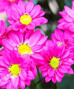 Pink Flowers