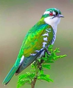 Diederik Cuckoo Bird paint by number