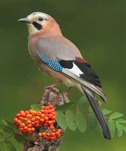 Eurasian Jay Bird paint by number