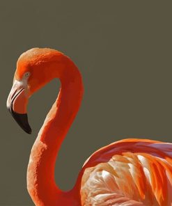 Pink Flamingo Bird Paint by number