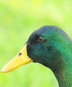 Mallard Duck paint by number