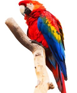 Macaw Png paint by number NEW