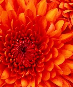 Orange Flower paint by number