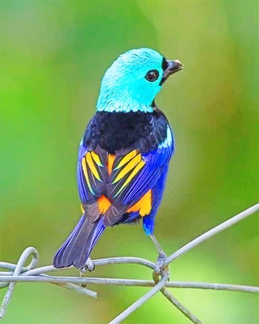 Seven Colored Tanager Bird Paint By Numbers