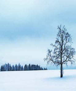 Tree Surrounded By Snow paint By Numbers