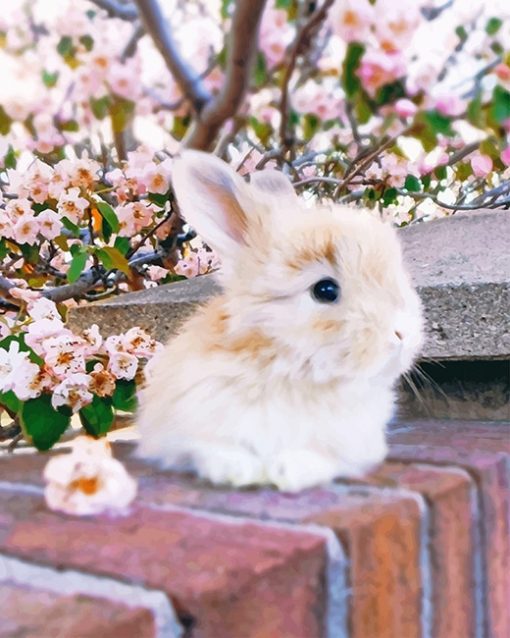 Cute Baby Angora Rabbit Paint By Numbers