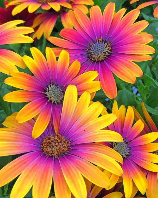 African Daisy Flower adult paint by numbers