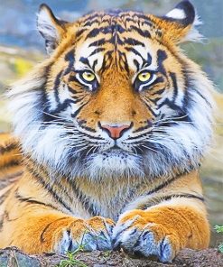 Beautiful tiger eyes adult paint by numbers