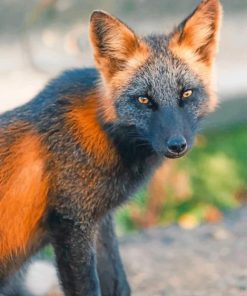 Black And Orange Fox adult paint by numbers